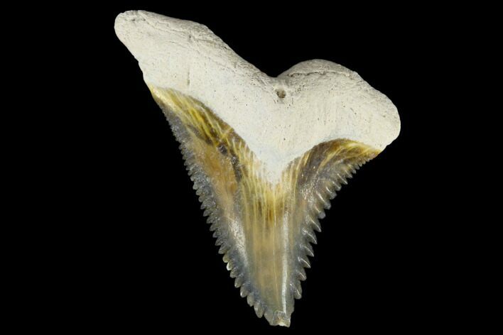 Fossil Shark Tooth (Hemipristis) - Bone Valley, Florida #113803